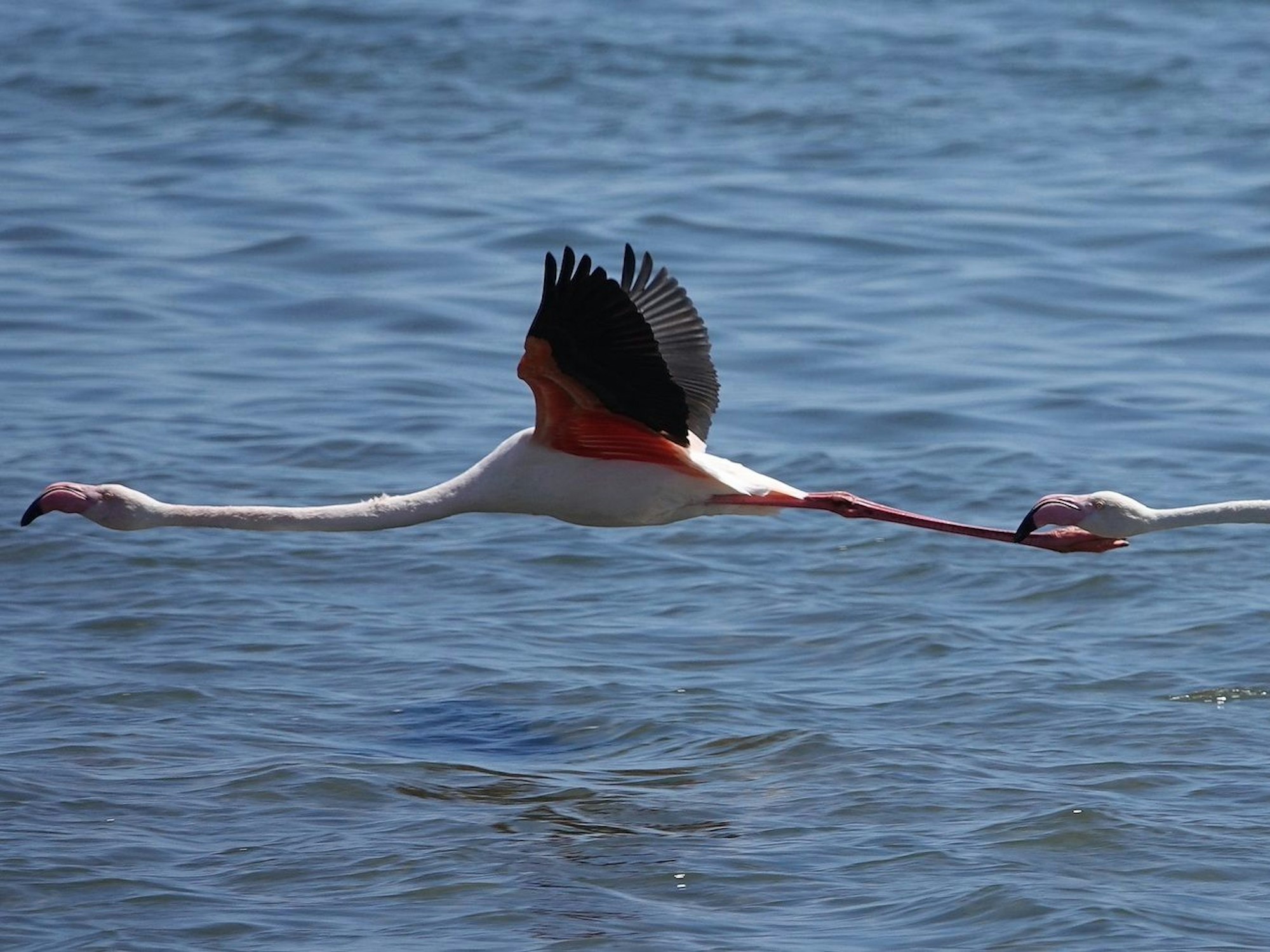 Zwei Flamingos fliegen hintereinander und dicht über der Wasserfläche. Der eine berührt mit seinem Schnabel das Bein des anderen.