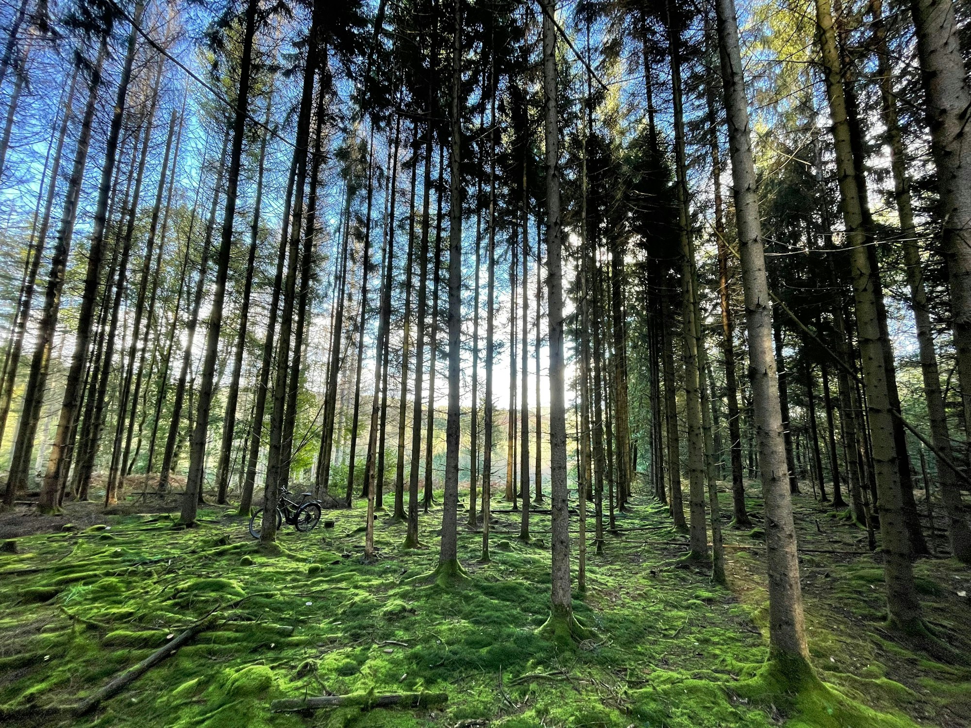 Das Bild zeigt den Wald bei Wiehl-Forst, die Sonne scheint durch die Bäume.