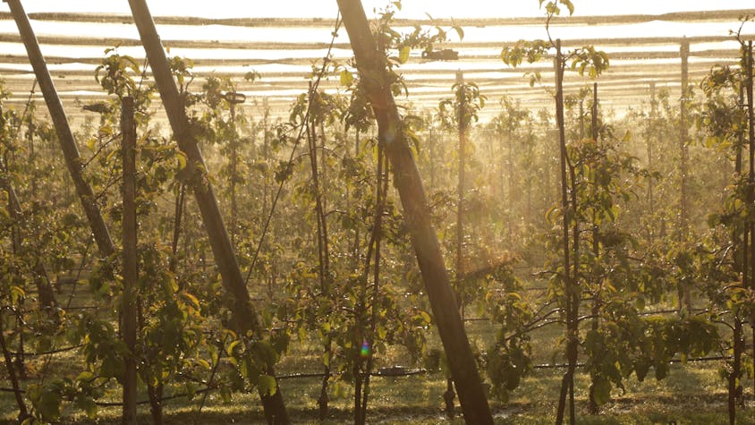 Sonne bricht sich in Wasser einer Beregnungsanlage in einer Apfelplantage in Bornheim