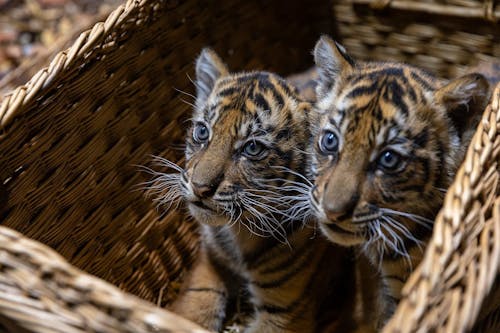 25.04.2024, Berlin: Sumatra-Tigerzwillinge schauen im Tierpark Berlin aus einem Korb. Neun Wochen nach ihrer Geburt sind die zwei kleinen Sumatra-Tiger im Tierpark Berlin das erste Mal tierärztlich untersucht worden. Auch das Geschlecht wurde bei der Untersuchung festgestellt.