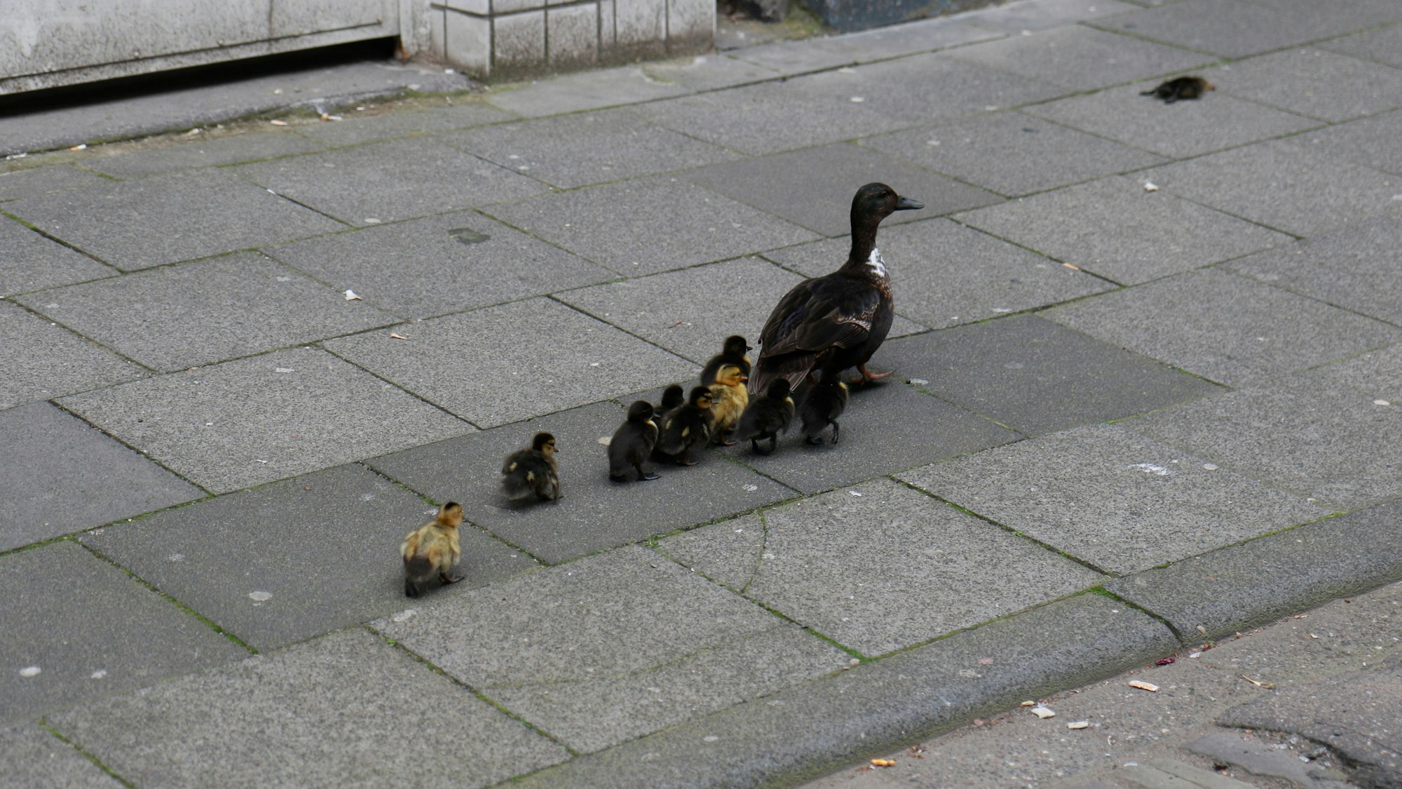 Die Entenfamilie auf dem Gehweg am Türmchenswall.
