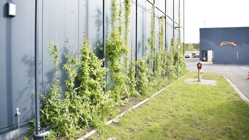 An einer grauen Fassade wachsen einige grüne Pflanzen an Stahlkonstruktionen in die Hähe.