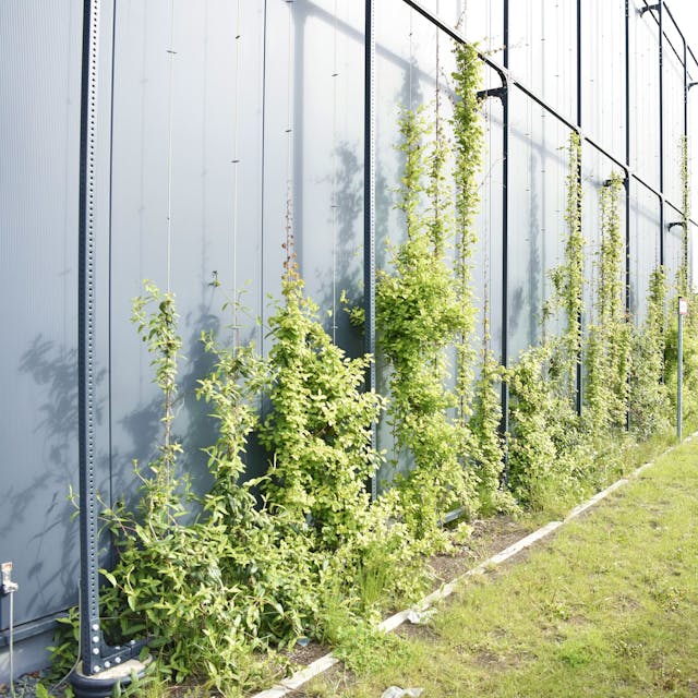 An einer grauen Fassade wachsen einige grüne Pflanzen an Stahlkonstruktionen in die Hähe.