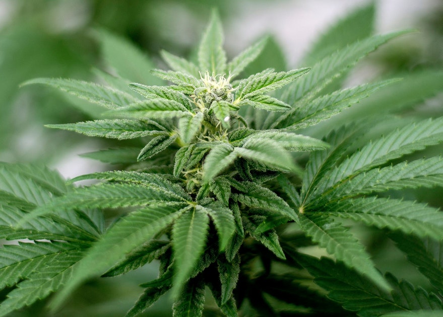 Neue-Drogenwelle-Vollj-hrige-Sch-ler-d-rfen-Cannabis-in-Schulen-mitbringen