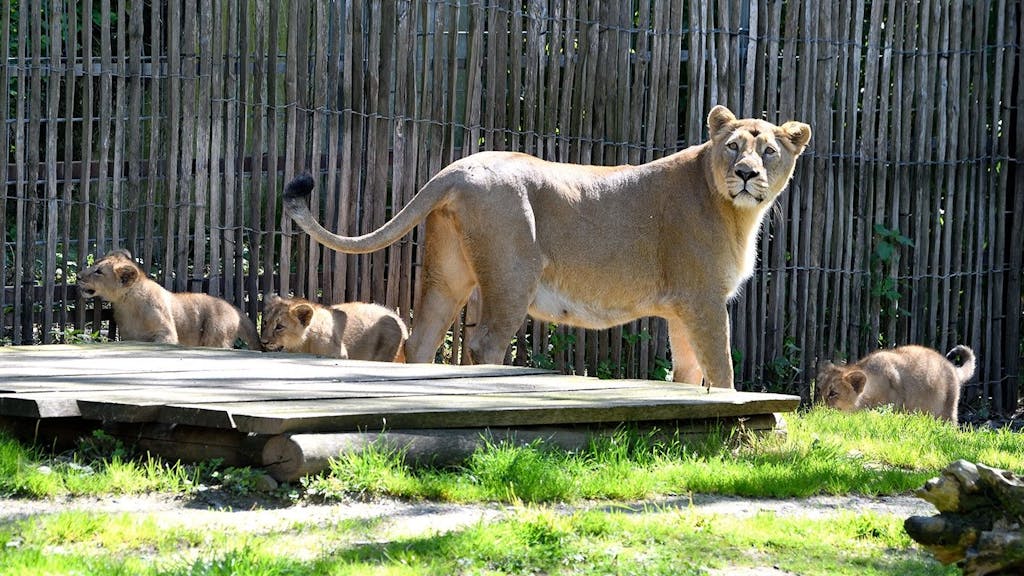Eine Löwenmutter mit drei Jungtieren auf einer Außenanlage im Kölner Zoo.