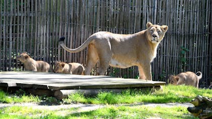 Eine Löwenmutter mit drei Jungtieren auf einer Außenanlage im Kölner Zoo.