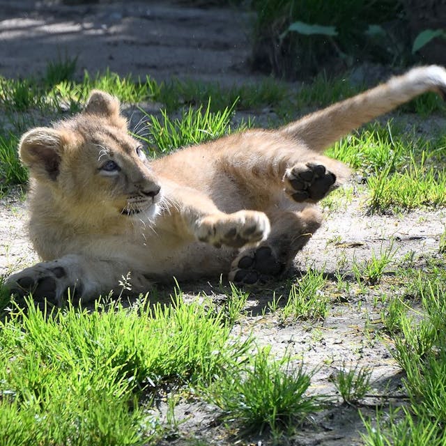 Ein Löwenjunges liegt auf grasbewachsenem Boden.