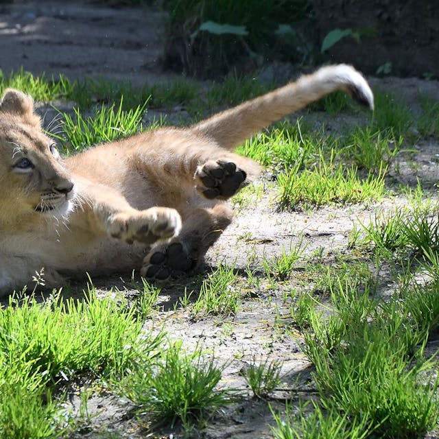 Ein Löwenjunges liegt auf grasbewachsenem Boden.