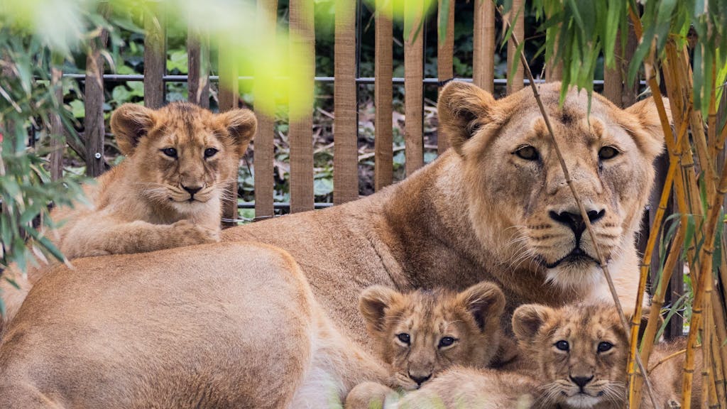 Löwen-Mama Gina liegt mit ihren drei Jungtieren im Gras.