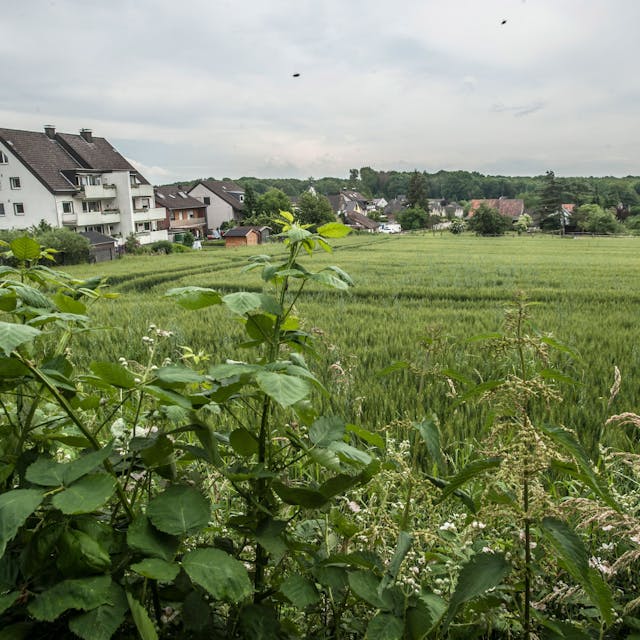 Wohnungsbauprogramm 2030+: Das über acht Hektar große Feld zwischen Holzer Weg und Feldsiefer Weg
