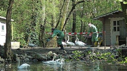 Mit viel Ruhe, Handschuhen und Schutzoveralls näherten sich die Tierärzte am Kemnader Stausee den vermeintlich infizierten Wasservögeln.