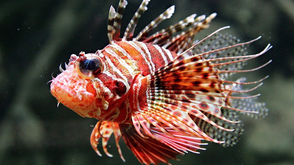 Ein leuchtend bunter Tropenfisch mit langen Giftstacheln: der Rotfeuerfisch.