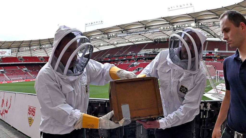Imker bringen einen Bienenschwarm aus dem Stadion des VfB Stuttgart.