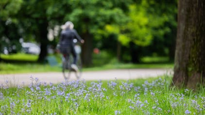 06.05.2024, Nordrhein-Westfalen, Köln: Eine Radfahrerin fährt bei bewölktem Himmel an blühenden Hasenglöckchen im Stadtwald vorbei.