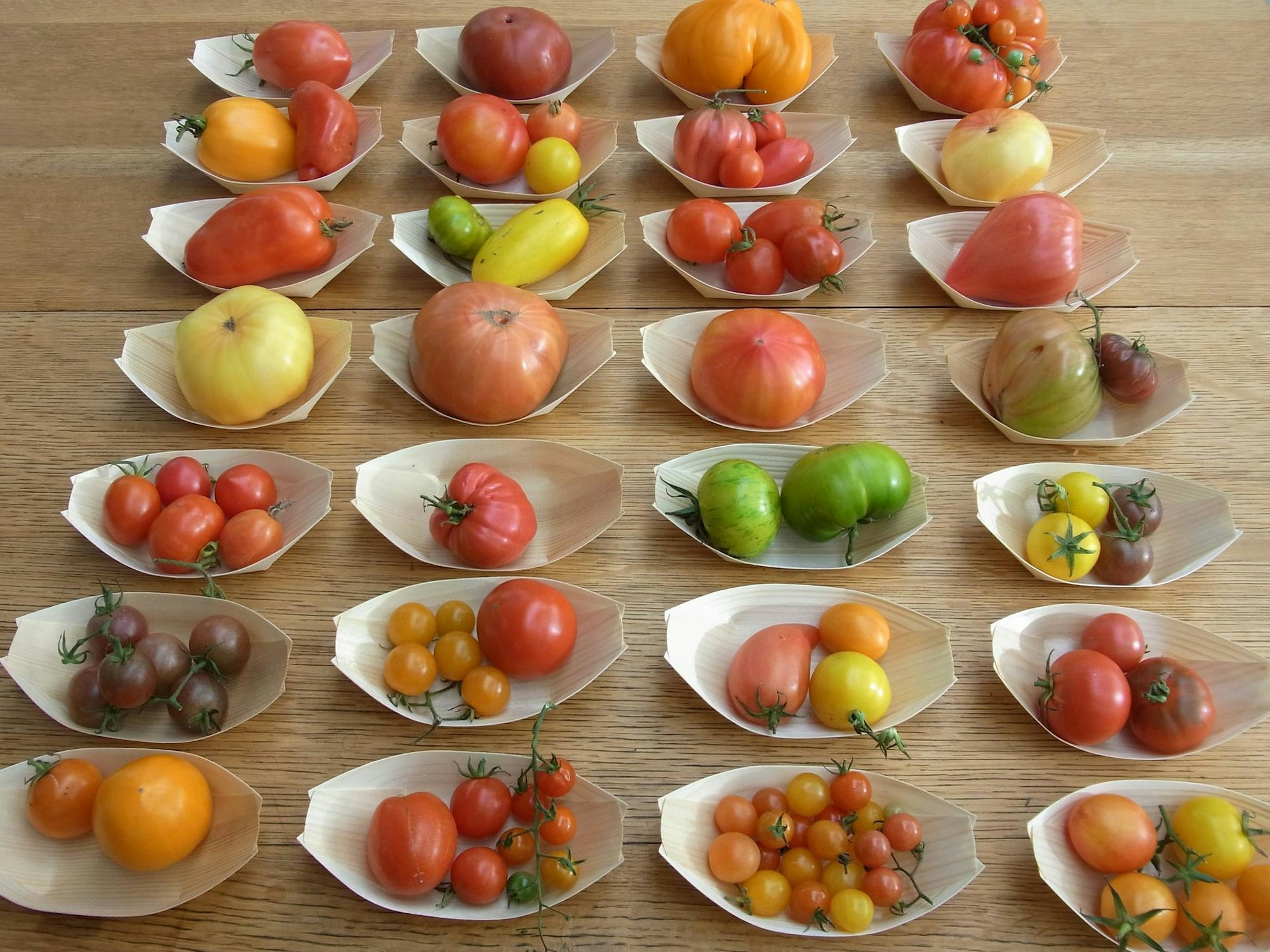 verschiedene sorten tomaten