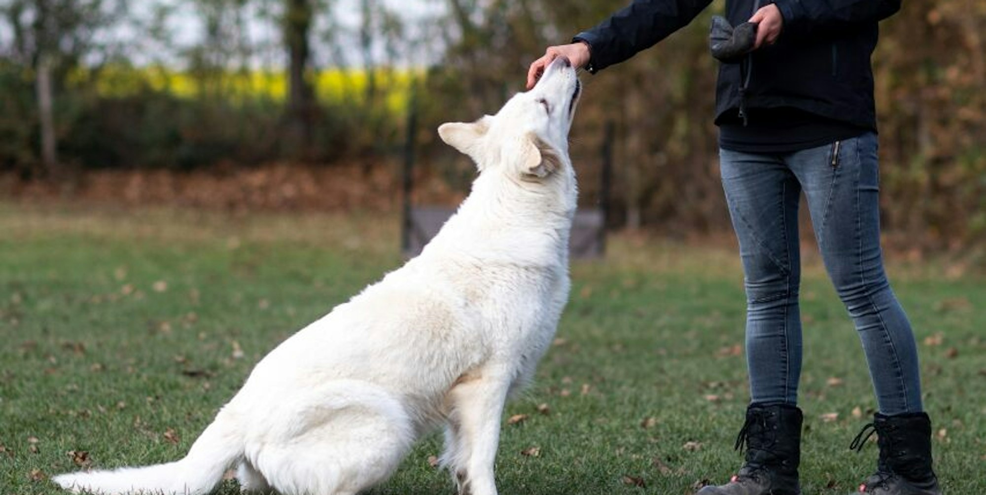 Nasha ist ein Diabetikerwarnhund: Der weiße Schäferhund von Michaela Latz kann eine Unterzuckerung frühzeitig riechen.