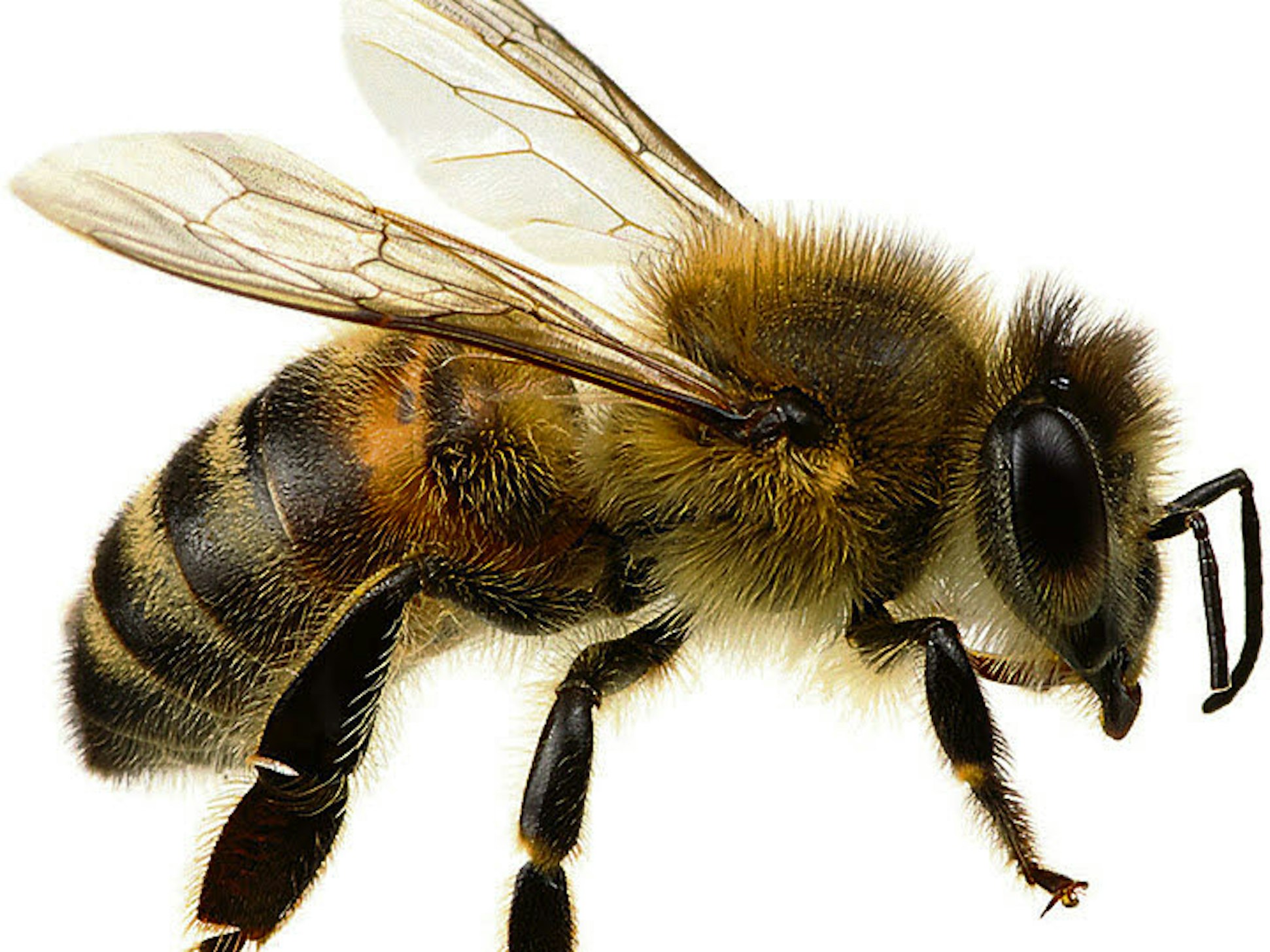 Eine Biene Foto: Getty-Images