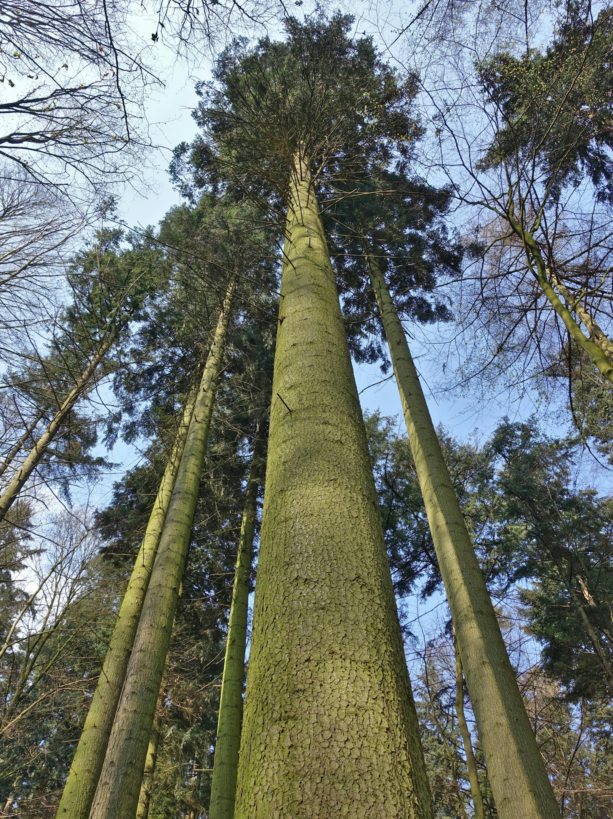 bäume4