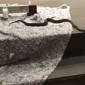 Dieses Foto einer Schlange in einer Wohnung stellte uns die Polizei zur Verfügung. Laut der Biologischen Station zeigt es eine Ringelnatter.