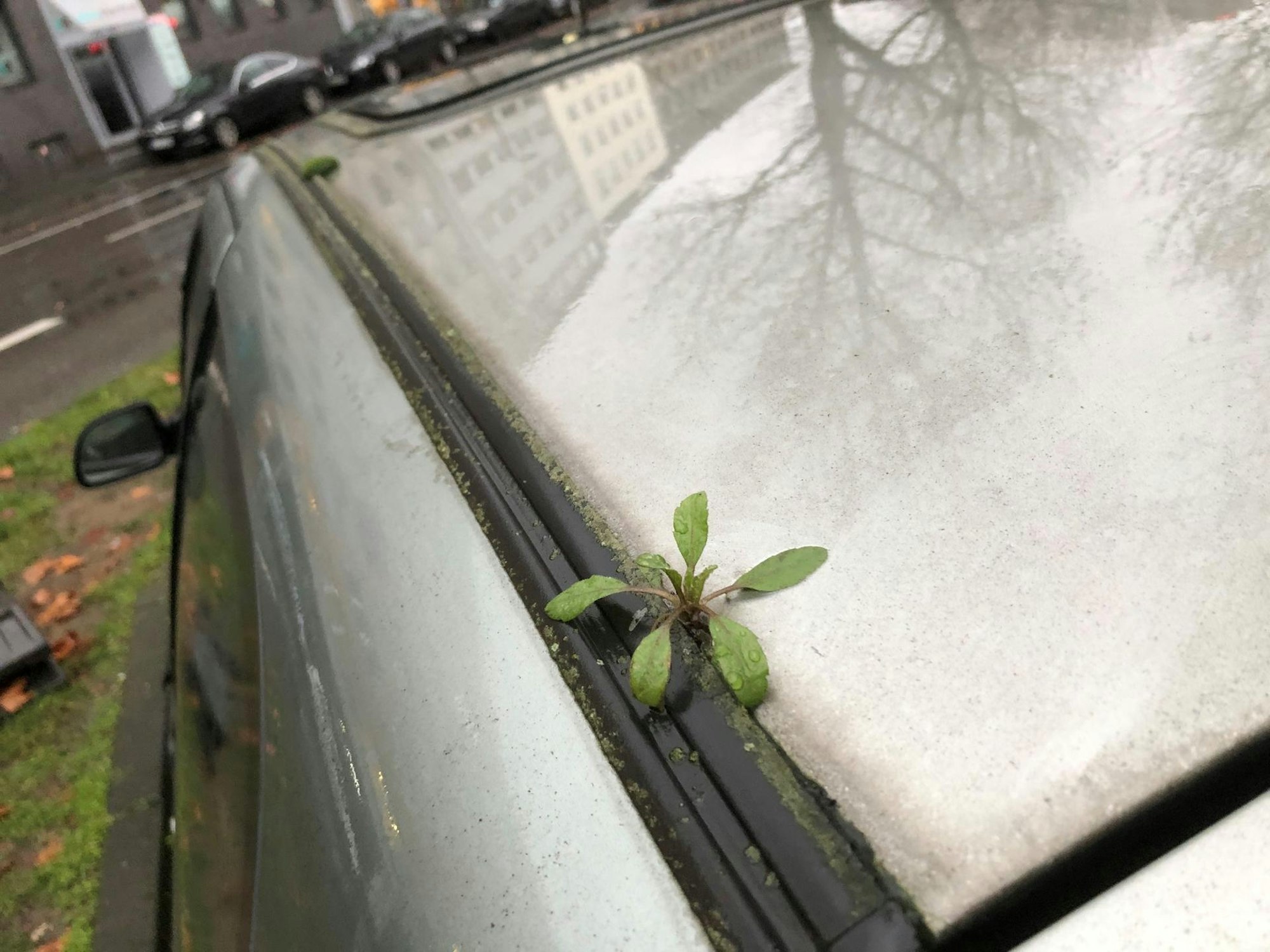 Pflanze  wächst auf Autodach