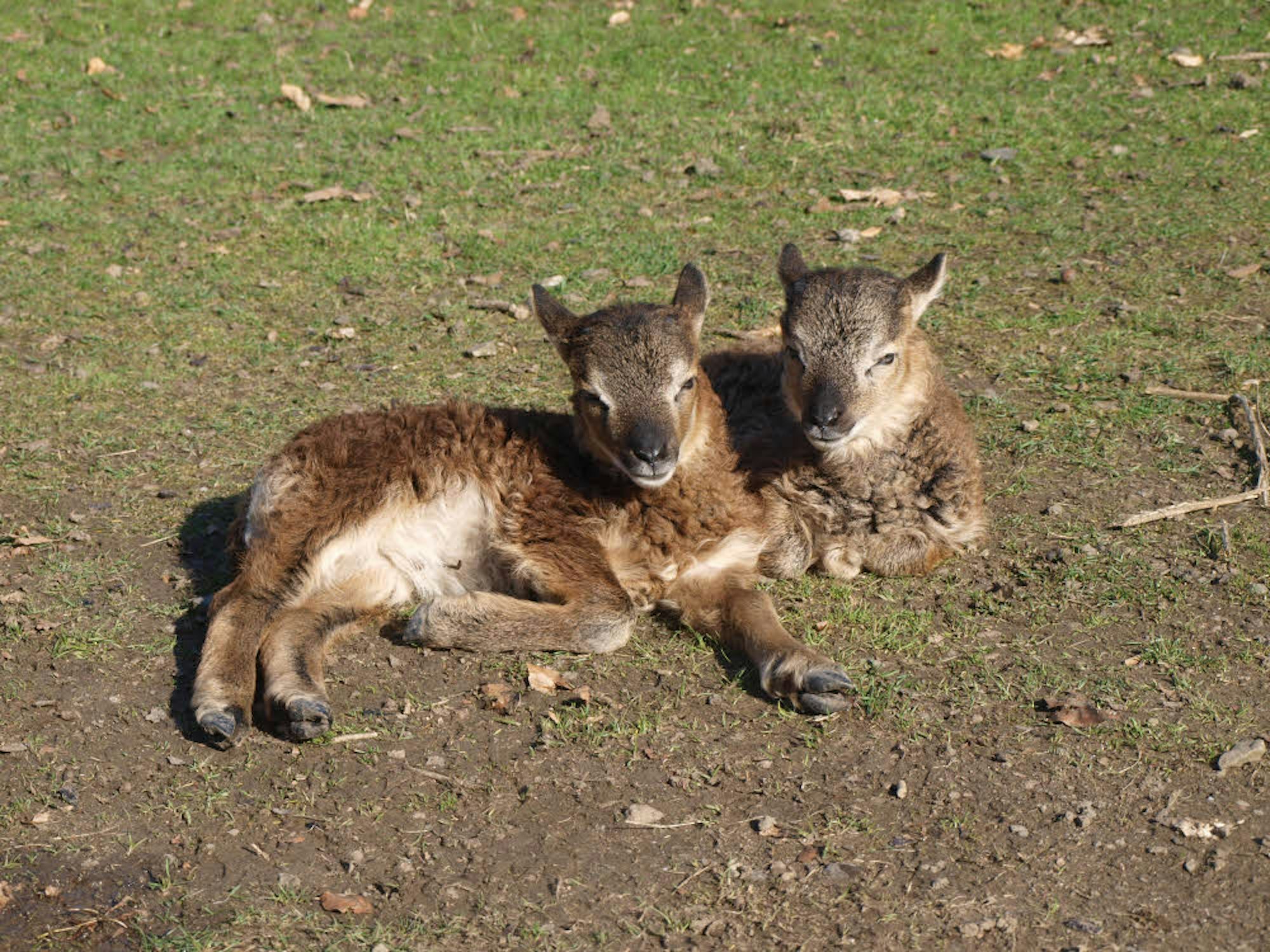 Ein Soay-Lämmchen-Zwillingspaar sonnt sich auf der Wiese im Lindenthaler Tierpark.