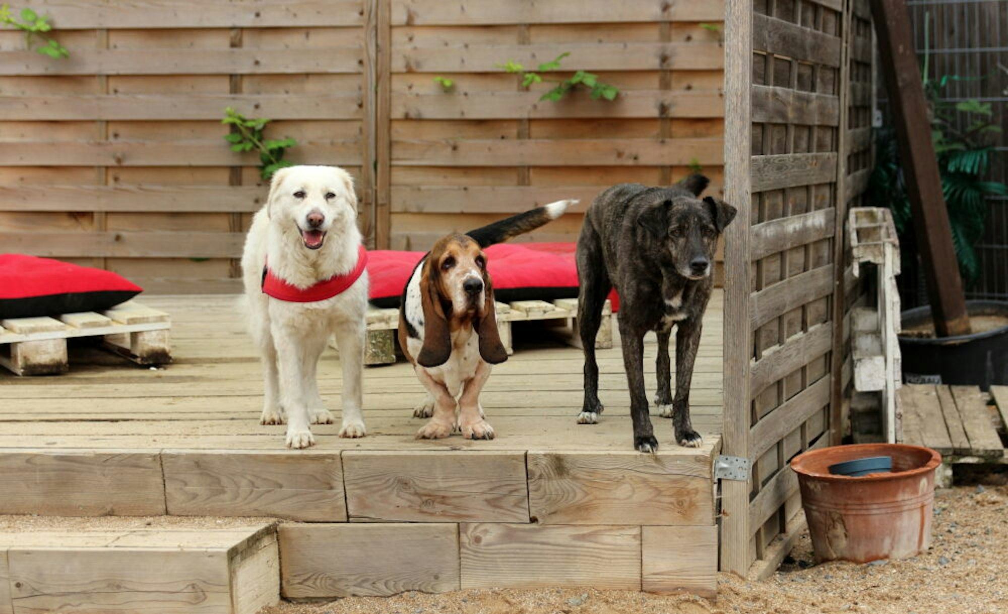 Die Vierbeiner werden auch in der Corona-Zeit weiter in der Hundepension betreut.