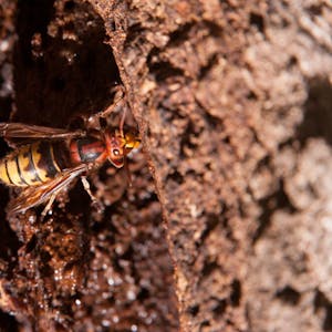 Keine Angst mehr vor Wespen und Hornissen müssen die Teilnehmer der Fortbildung haben.