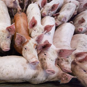 8000 solcher Betriebe mit Schweinen gibt es in NRW, die meisten in Westfalen.