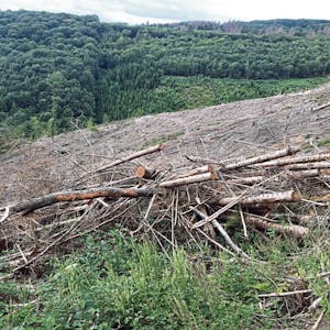 Gewaltige Kahlflächen sind in der Nutscheid entstanden, wo Bäume vom Borkenkäfer befallen waren.