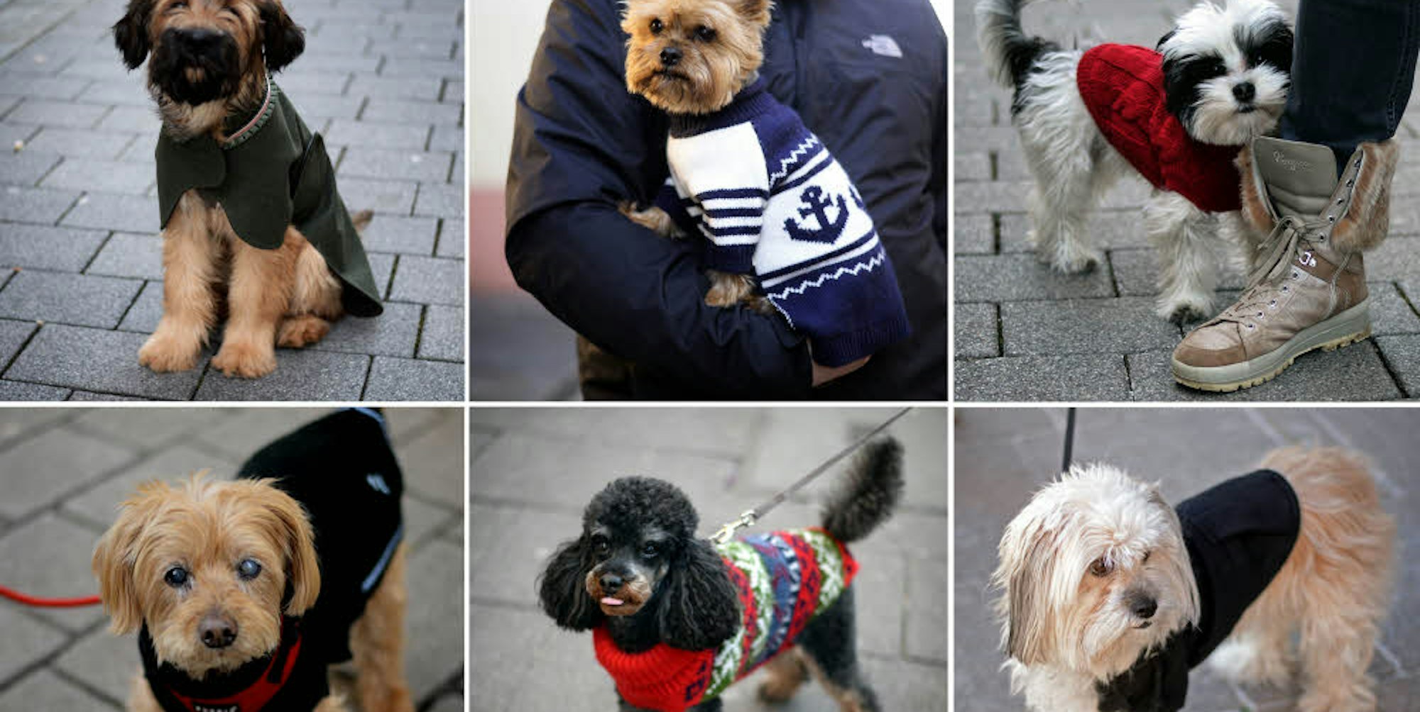 Winterdienst: Vor allem Hunden ohne schützende Unterwolle tut ein Mantel in der kalten Jahreszeit gut.