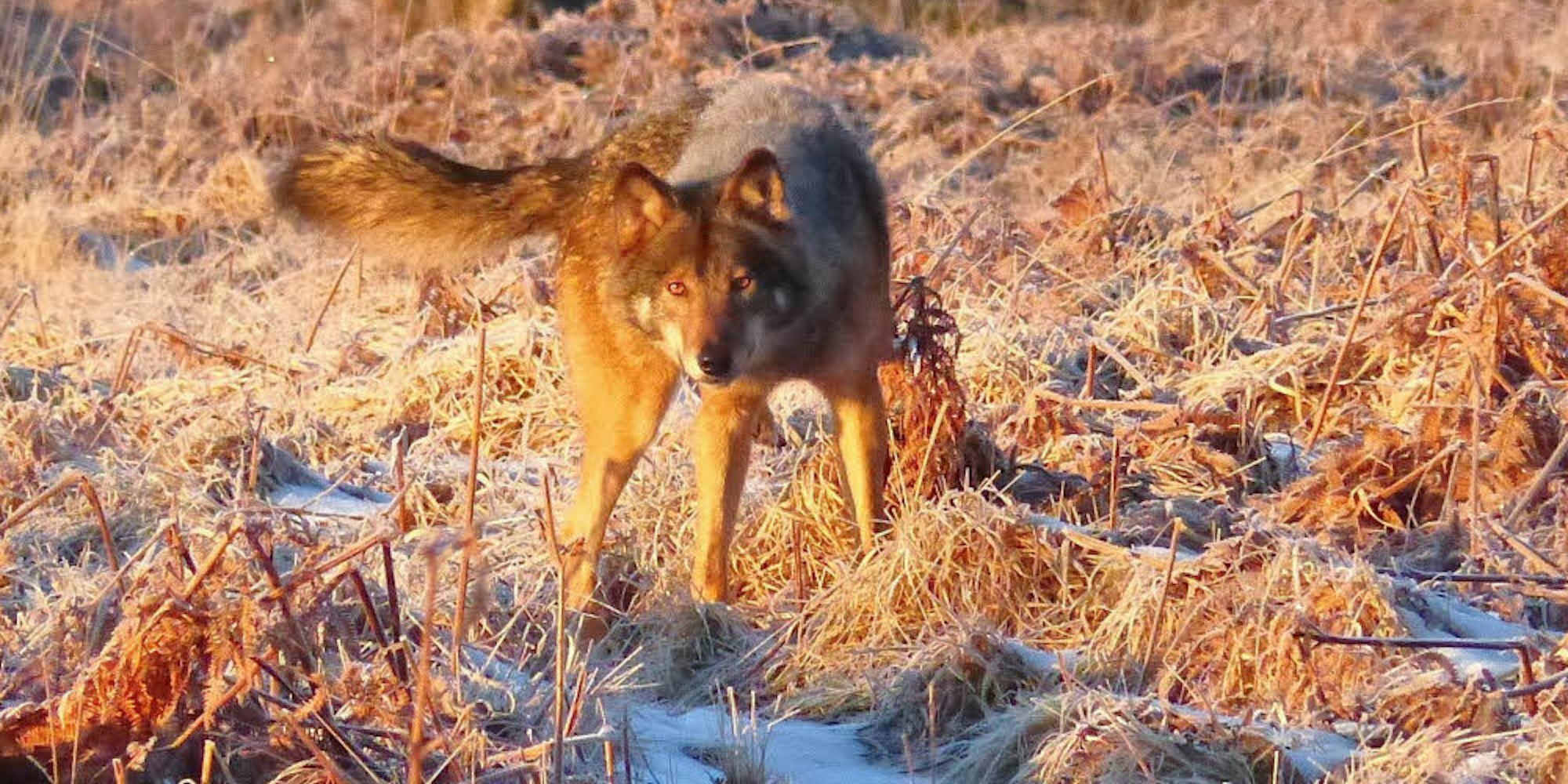 Im Hohen Venn fand im Februar die mutmaßliche Sichtung eines Wolfes statt. Dies und die Nachweisen führten zur Einrichtung des Wolfsgebiets.