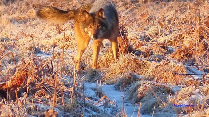 Im Hohen Venn fand im Februar die mutmaßliche Sichtung eines Wolfes statt. Dies und die Nachweisen führten zur Einrichtung des Wolfsgebiets.