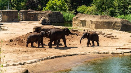 Vor allem große Tiere wie die Elefanten im Kölner Zoo könnten durch das neue Gesetz nicht mehr wie bisher medizinsch versorgt werden. (Archiv)