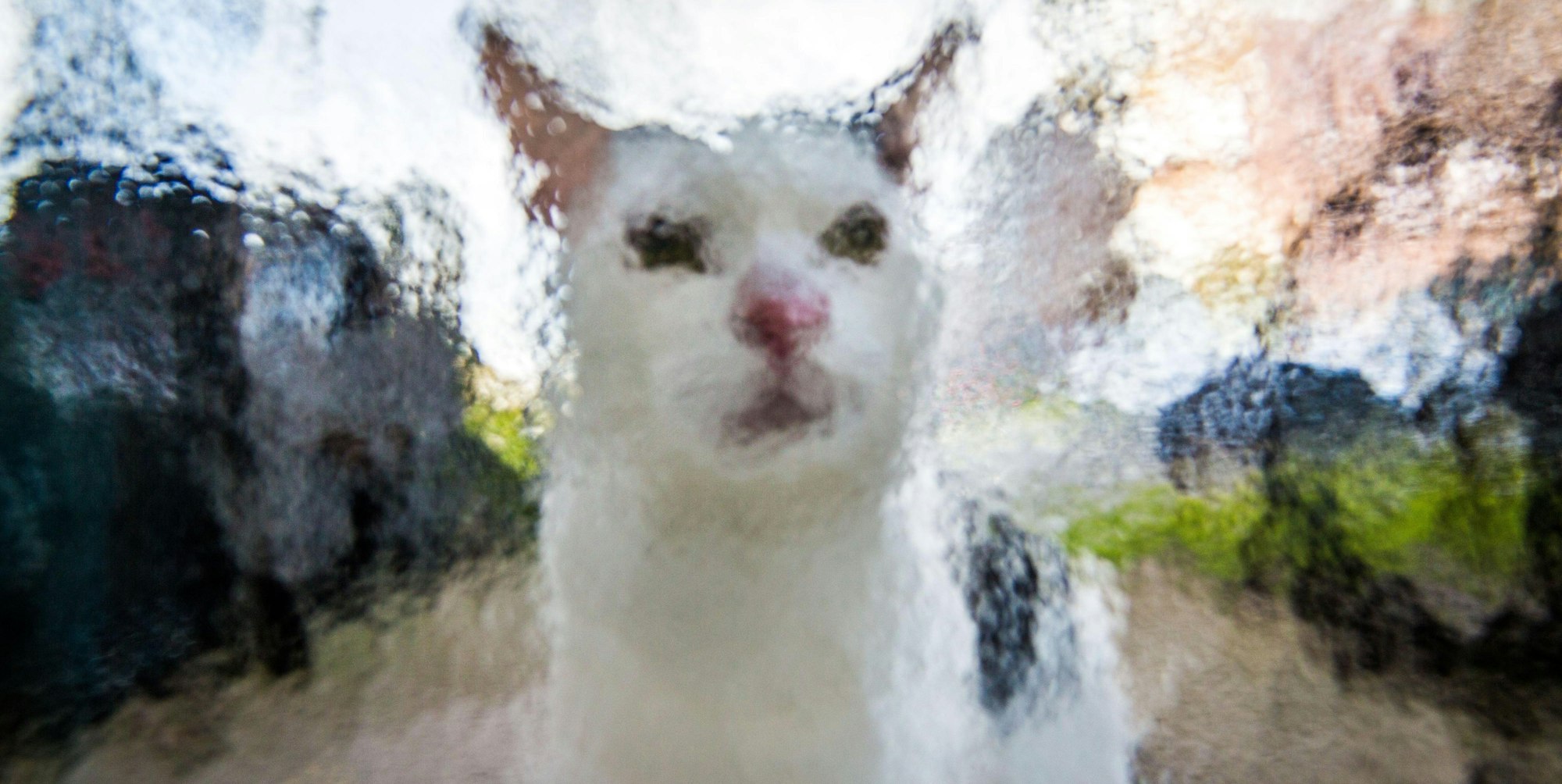 Katze hinter Glas