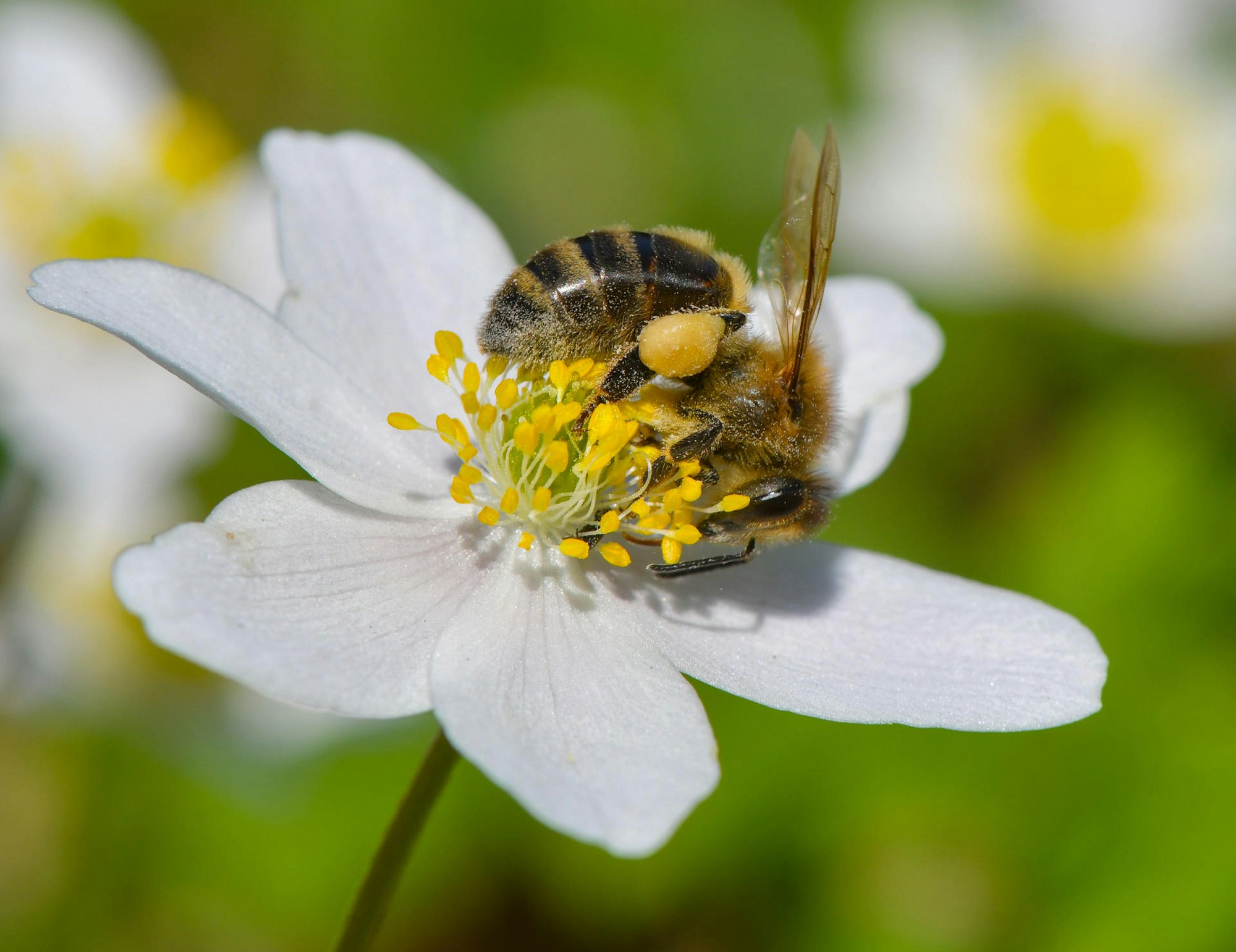 Biene Blume dpa