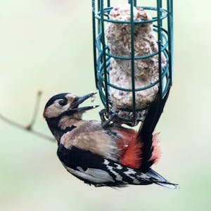 Vögel wie der Buntspecht (Dendrocopos major) fressen im Winter am besten aus einem Futterspender.