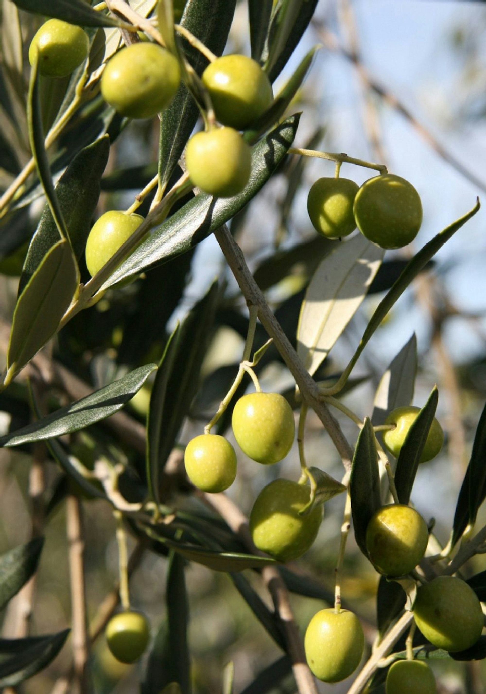 Der Reifegrad der Oliven bestimmt mit darüber, wie bitter ein Öl ist – hellere Früchte ergeben ein schärferes Aroma als dunkle.