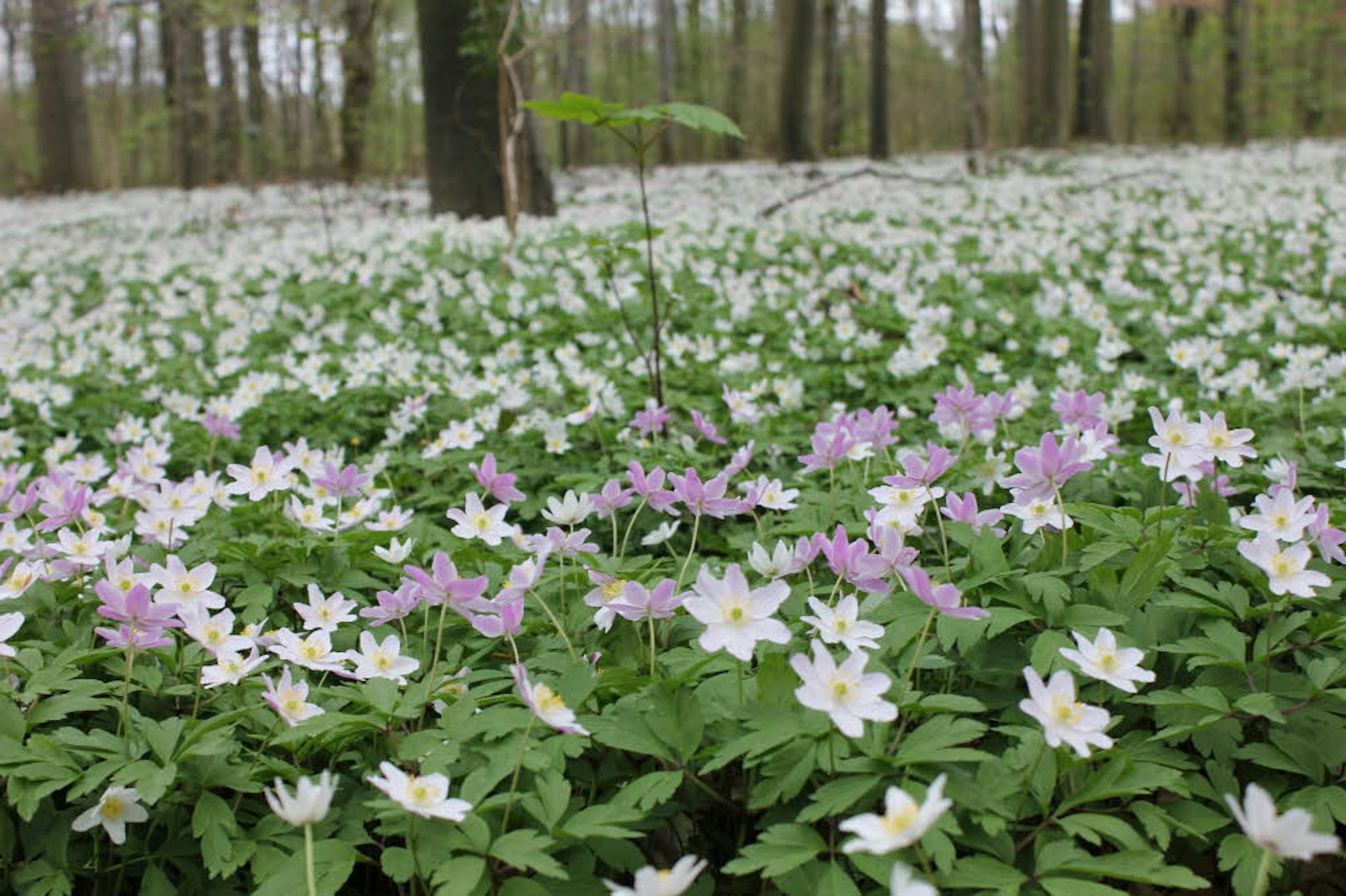 Anemonen bedecken im Frühjahr den Boden im Gremberger Wäldchen. (Archivfoto)