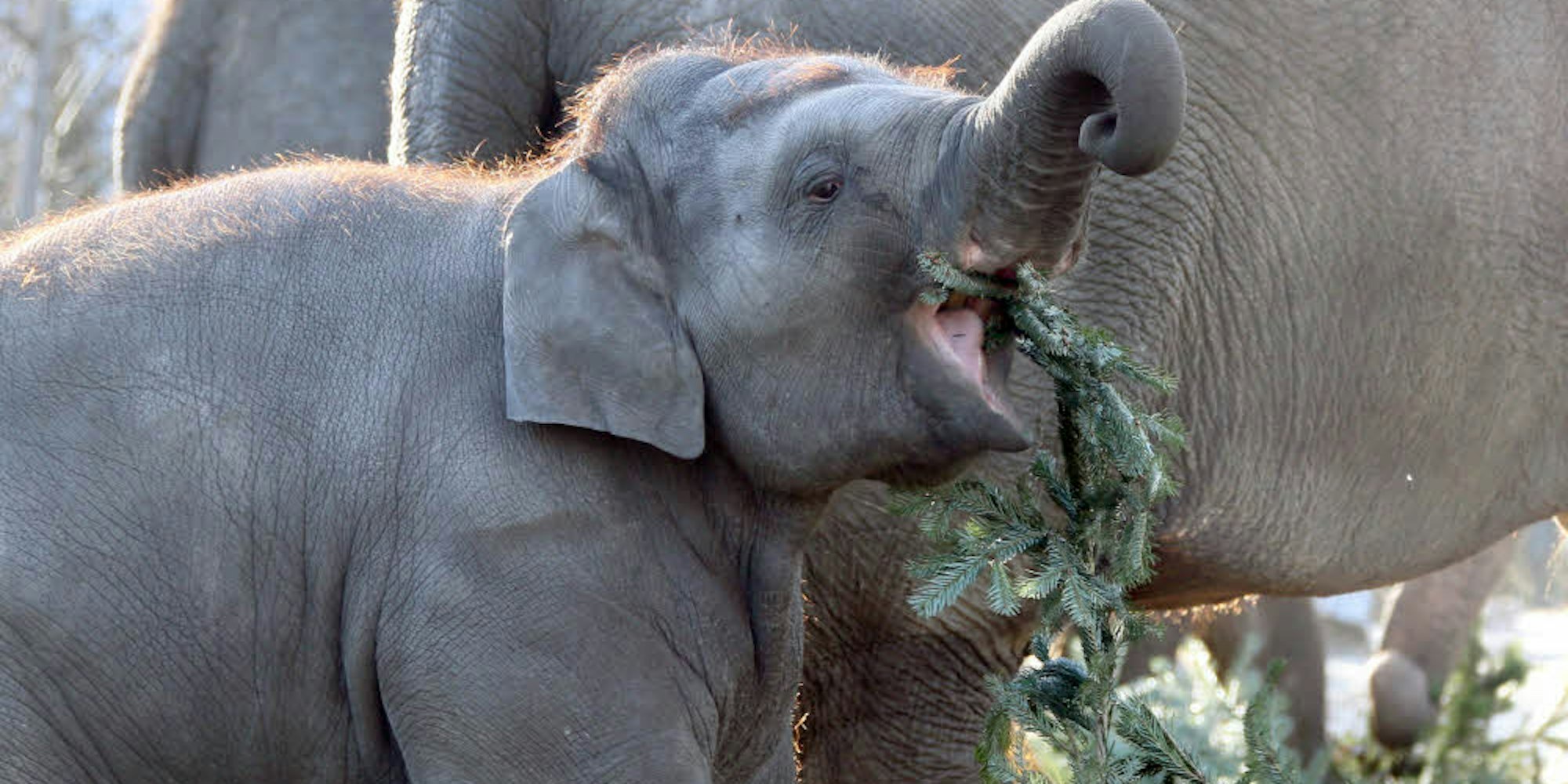 Leckerbissen: Elefanten freuen sich über die Zweige ausgedienter Weihnachtsbäume.