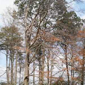 Viele Bäume im Hambacher Forst sind schon vertrocknet oder umgekippt. Umweltschützer glauben, dass die Dürreschäden dort wegen der besonderen Lage höher als in anderen Wäldern sind.