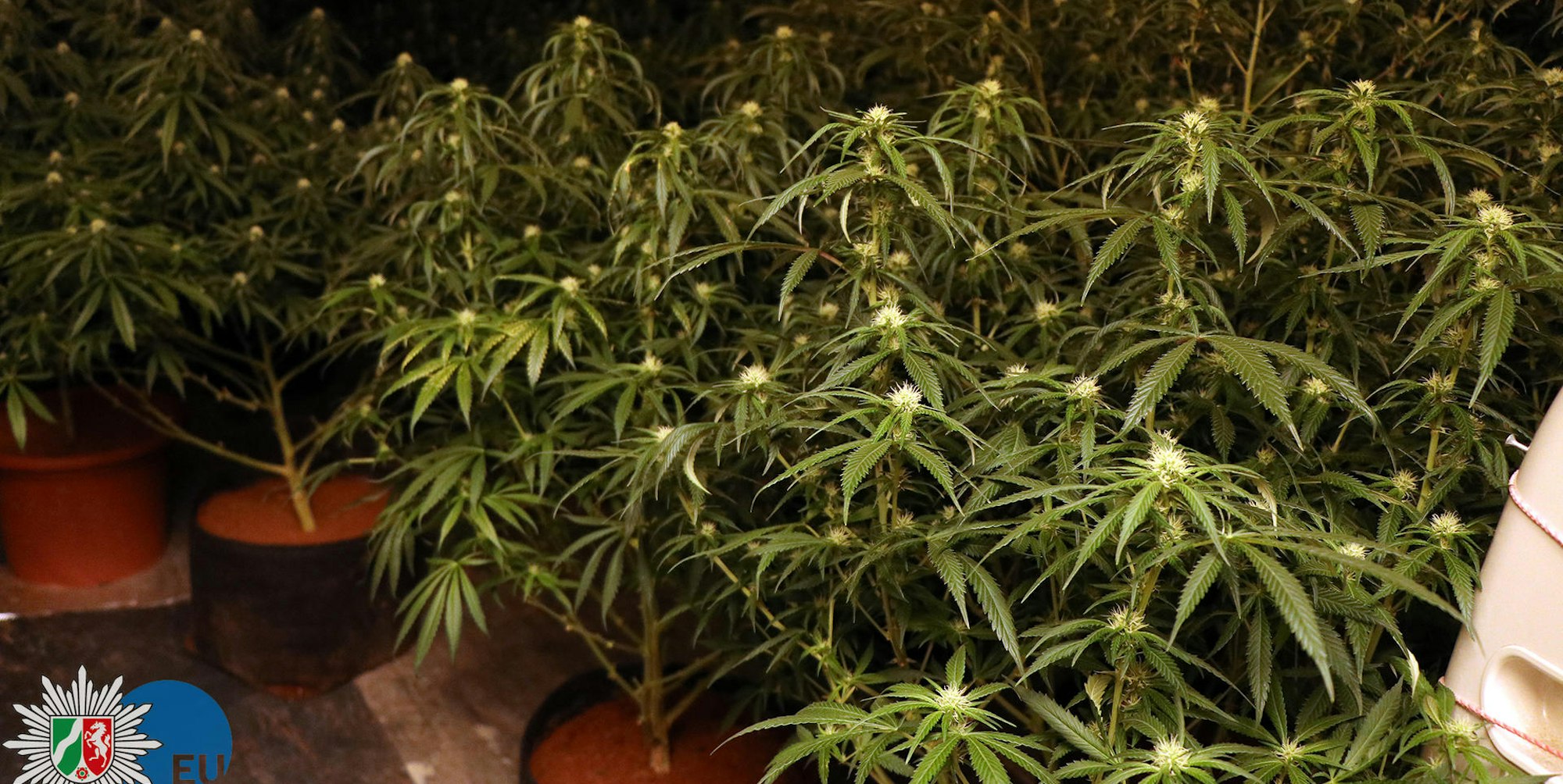 Cannabis_Plantage