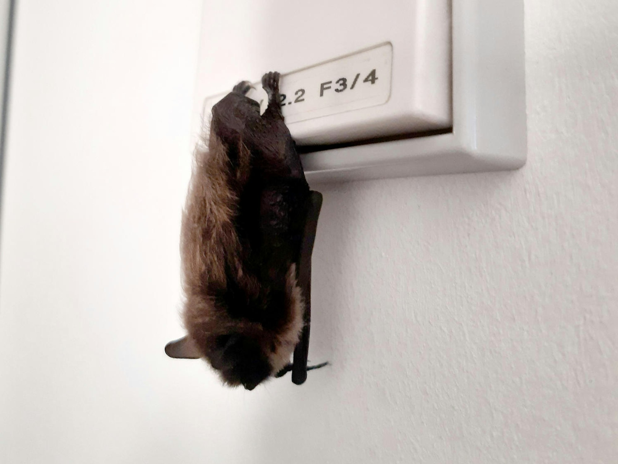 Eine Fledermaus hängt an einem Lichtschalter.