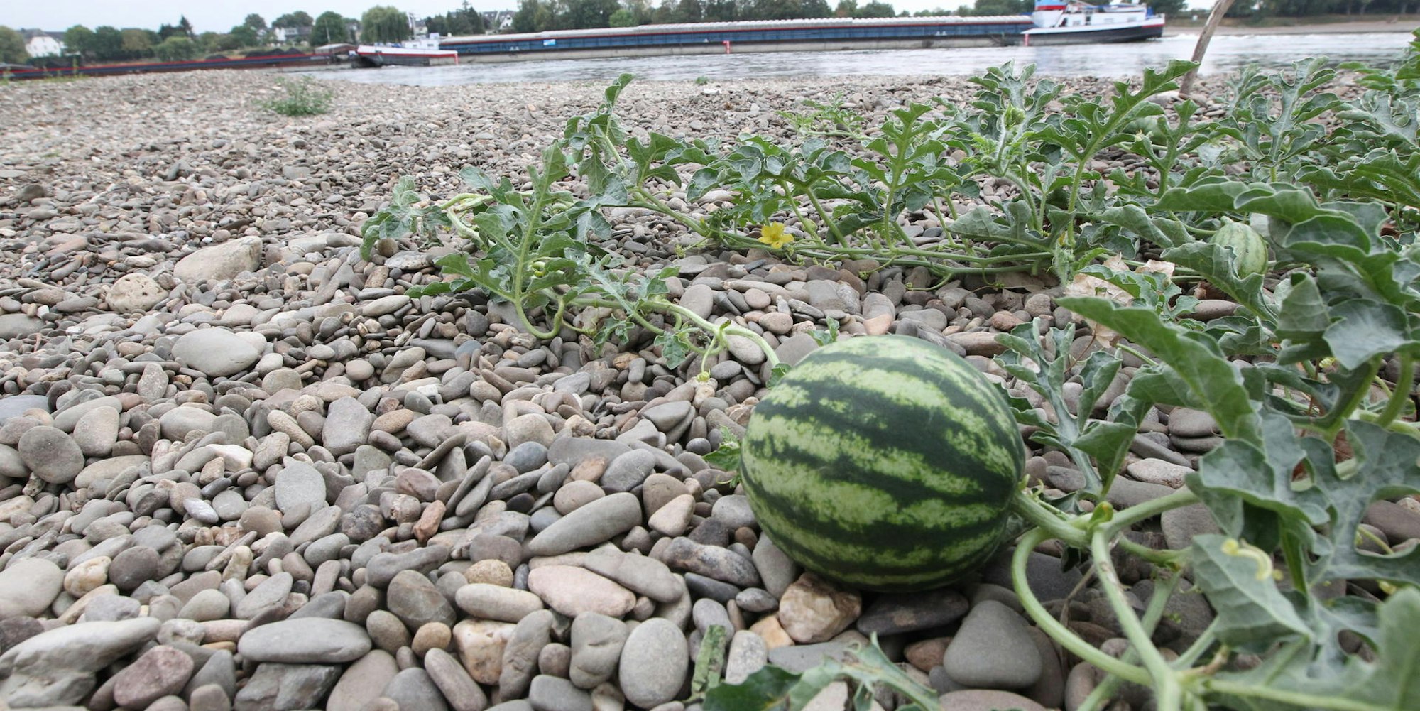 Melone wächst am Rheinufer