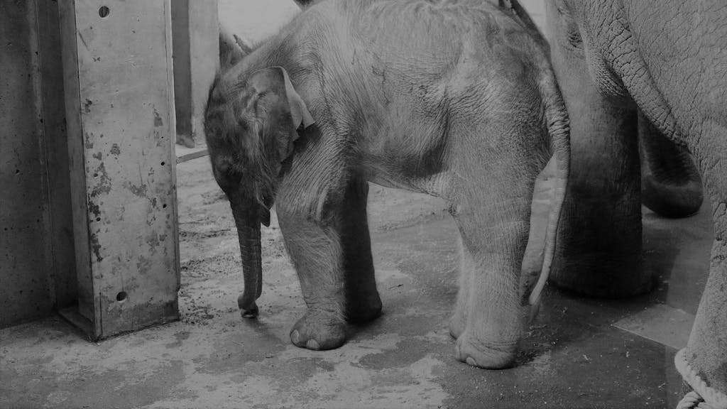Zoo Osnabrück Elefantenbaby sw