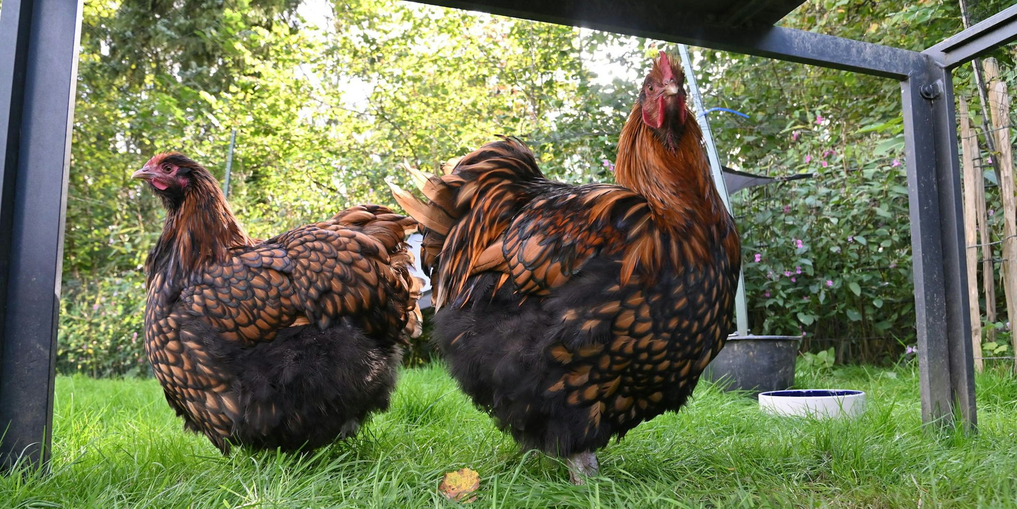 Neugierig und aufgeregt laufen die Hühner auf die Boxen zu, um auf Reisen zu gehen.