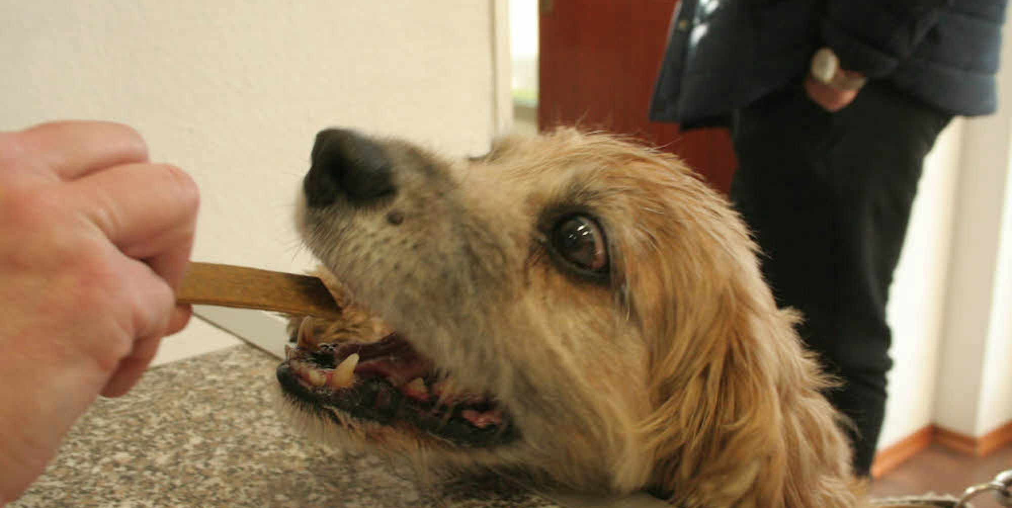 Tobi darf naschen. Hunde, die mit ihren Besitzern bei der Tiertafel vorstellig werden, dürfen auf Futter an der Ausgabe hoffen.