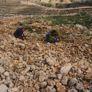 Palästinensische Arbeitskräfte betätigen sich beim Friedensprojekt im umkämpften C-Gebiet.