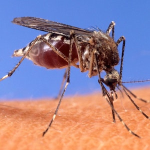 Mücke West-Nil-Virus