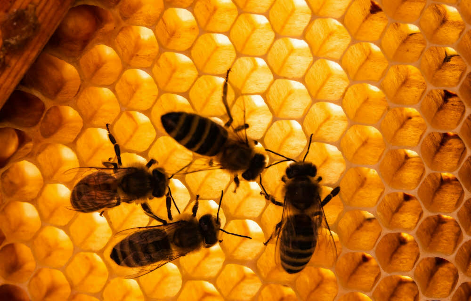 Honigbienen auf den Waben