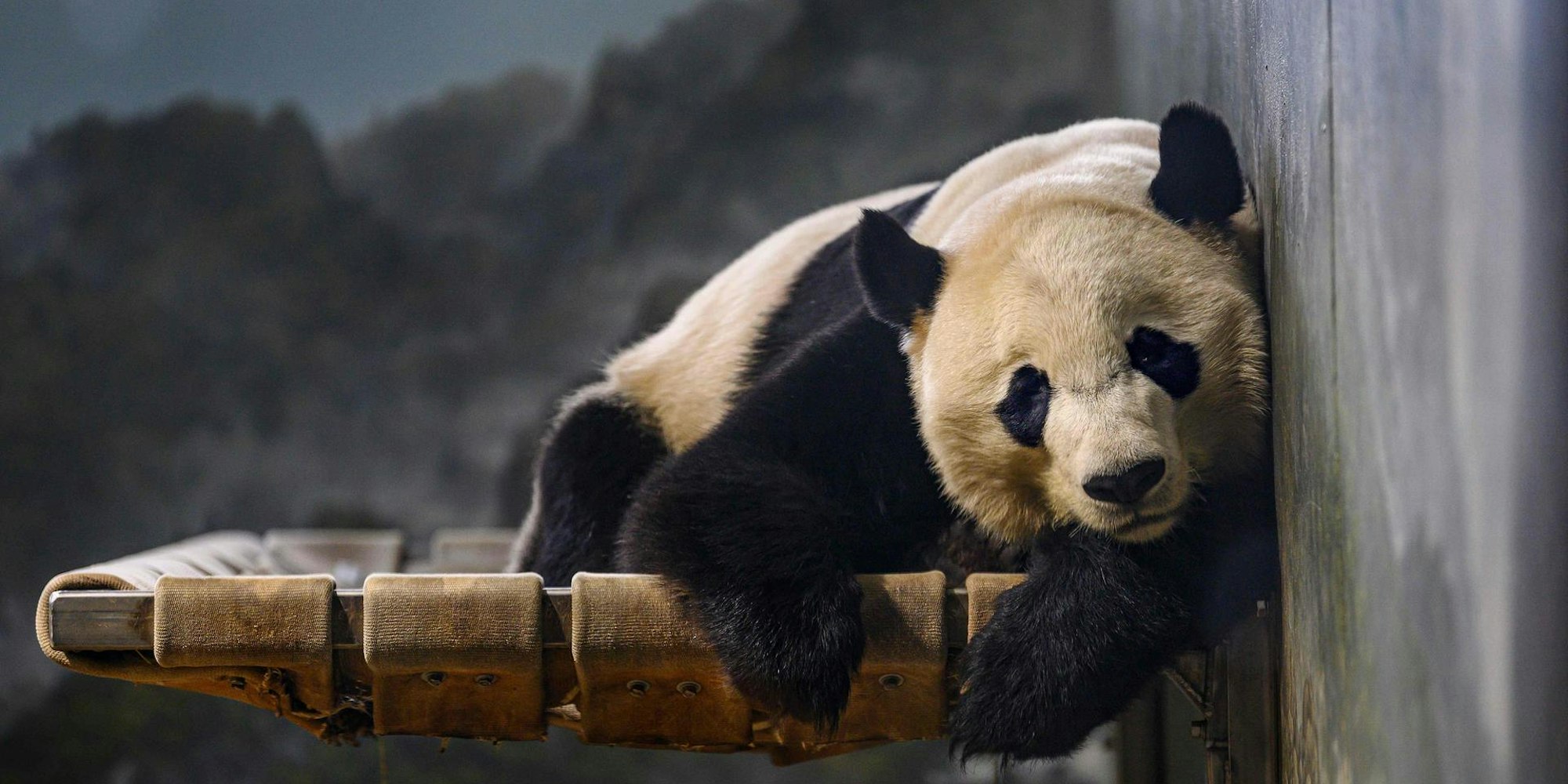 Panda Bei Bei
